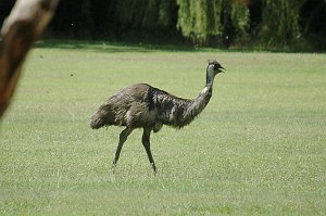 Emu, 2008-01053790 Belair National Park, Adelaide, AU